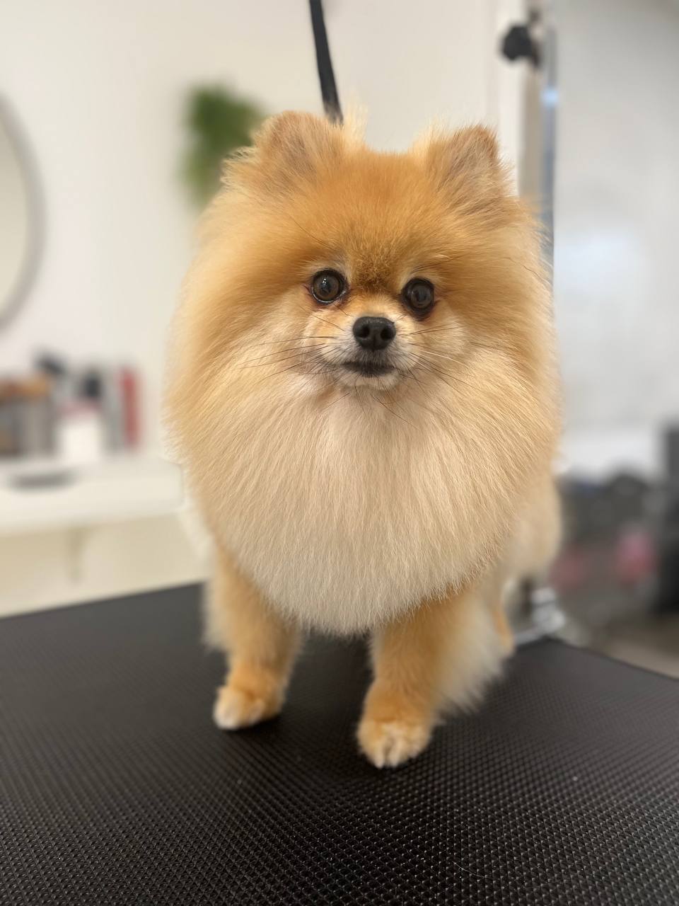 Glamdog: estilos