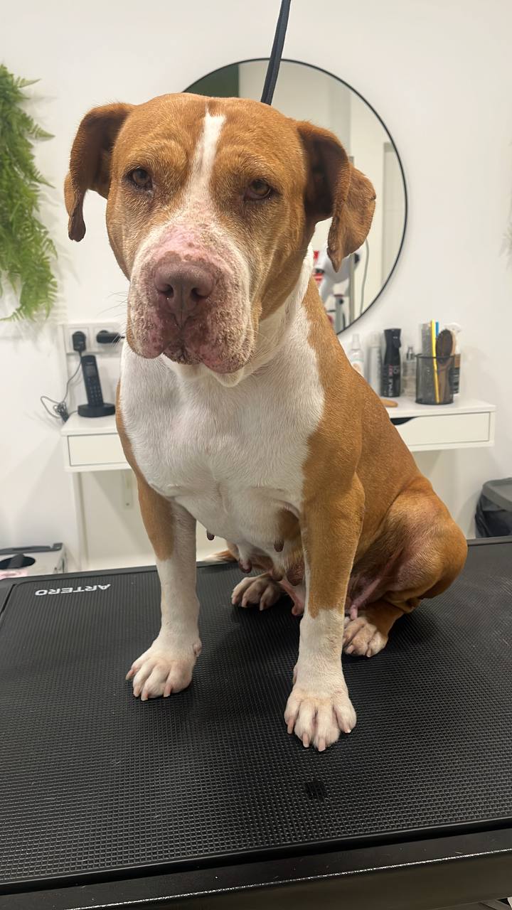 Glamdog: estilos