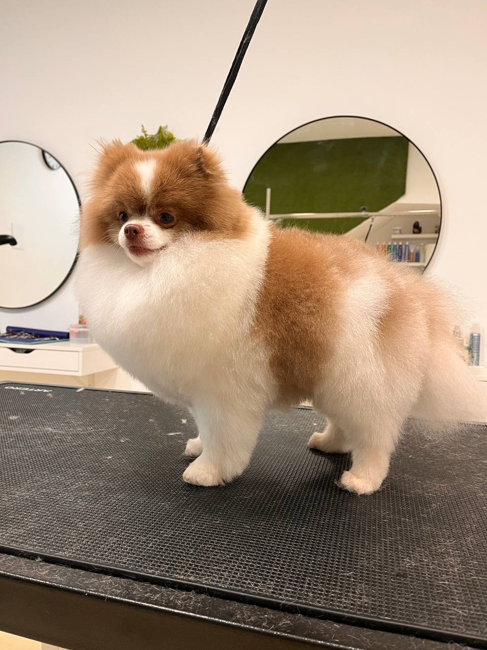 Glamdog: estilos