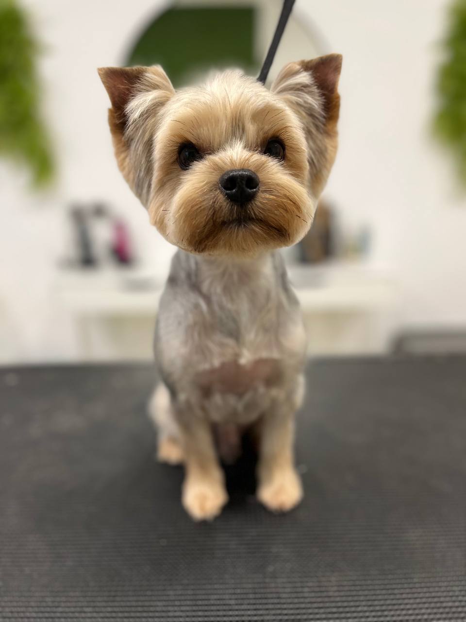 Glamdog: estilos
