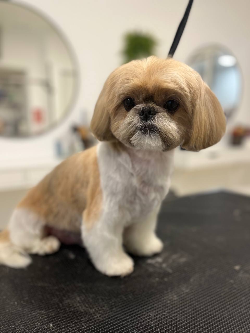Glamdog: estilos